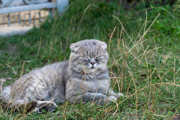 Peaceful Scottish Fold cat lying on lawn outdoors horizontal © All