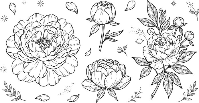 Hand drawn peony flower botanical sketch element set featuring detailed line art illustrations of blossoms buds and leaves vector