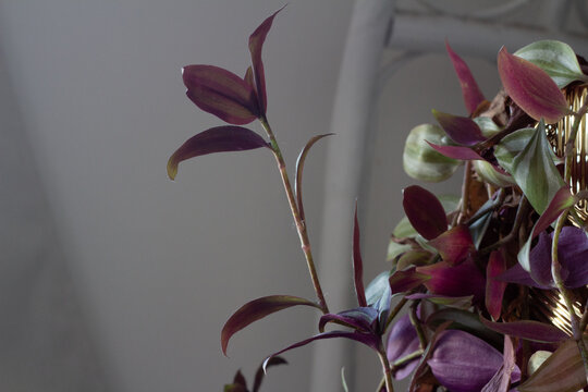 Close up of Tradescantia plant, purple heart or purple Tradescantia plant with vibrant dark purple and burgundy leaves. Soft natural light, blurred grey background. Houseplant and indoor garden concep