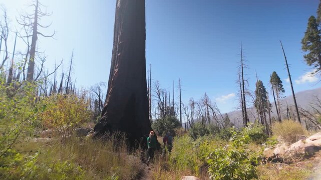 Senior woman walks among the charred remains of sequoia trees in Sequoia National Monument, California, exploring the aftermath of a fire.