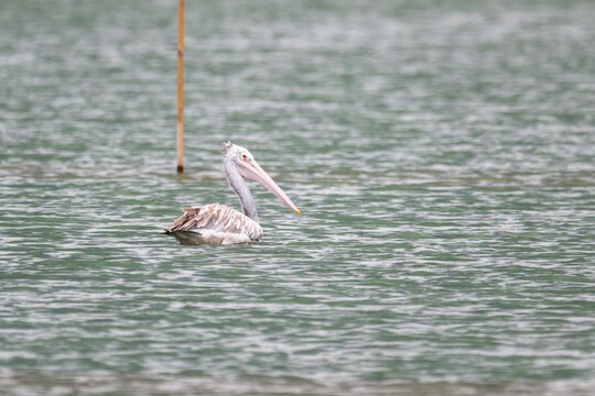 Spot billed Pelican