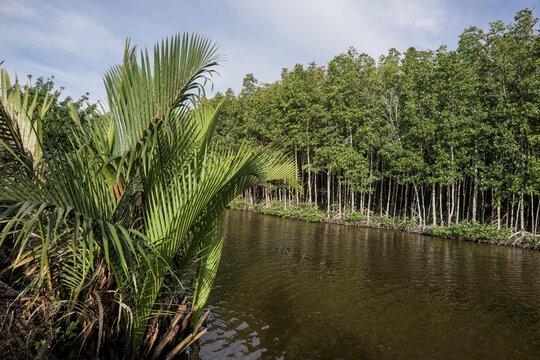 Mangrove Forest Growing Along the Water in a Coastal Wetland