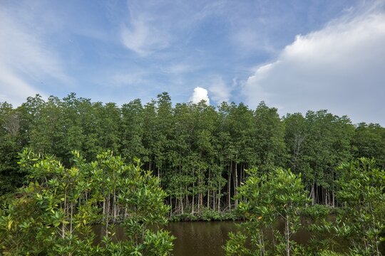 Mangrove Forest in a Coastal Wetland Under a Blue Cloudy Sky