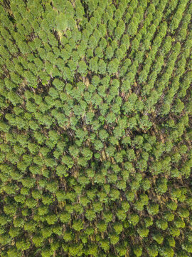 Aerial view of a eucaliptus plantation farm
