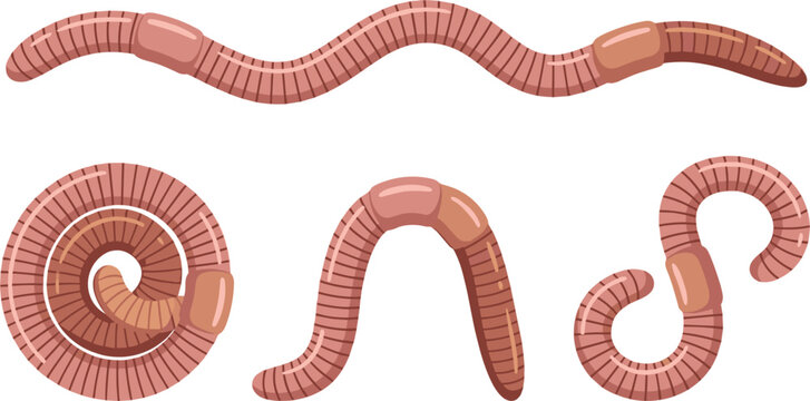Earthworm Vector Illustration Set Featuring Creepy Crawling Pink Worms and Curved Bait Poses for Fishing and Gardening Designs