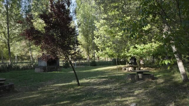 Shaded Picnic Area Surrounded by Green Trees in a Quiet Park