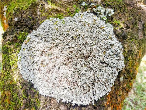 Macro close-up of greyish-white foliose lichen and green moss growing on a natural rough tree bark.