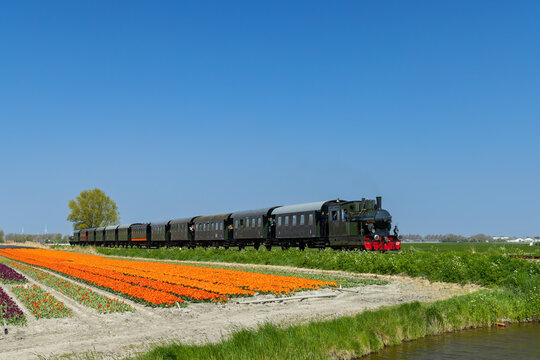 steam trai with tulip field, Hoorn - Medemblik, Noord Holland, Netherlands