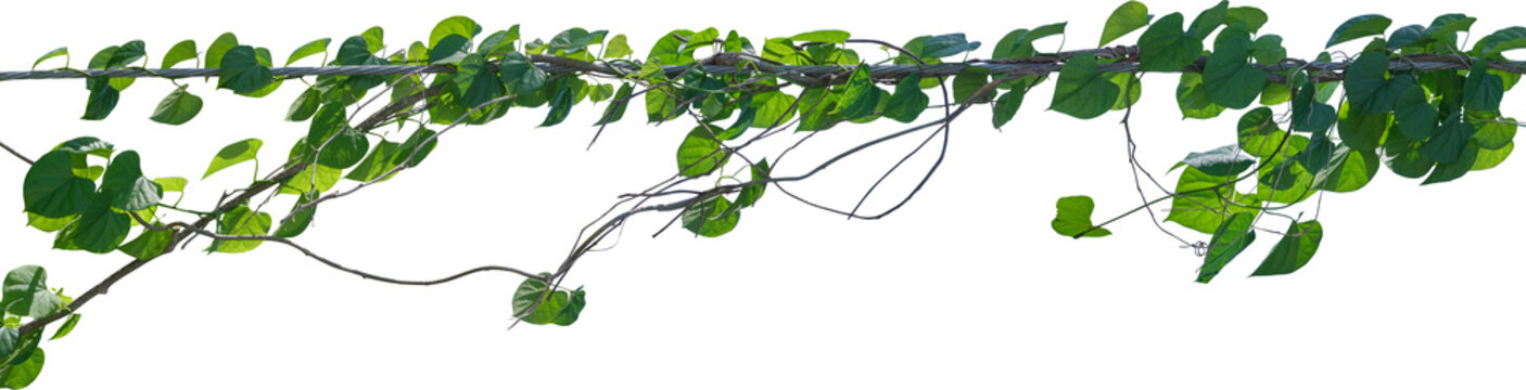 Vine plant and leaves, This climbing plant thrives in nature isolated on white background. Have clipping path.