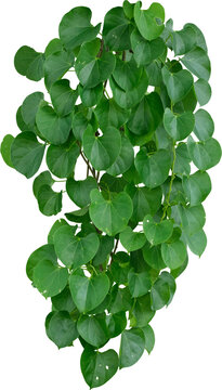Vine plant and leaves, This climbing plant thrives in nature isolated on white background. Have clipping path.