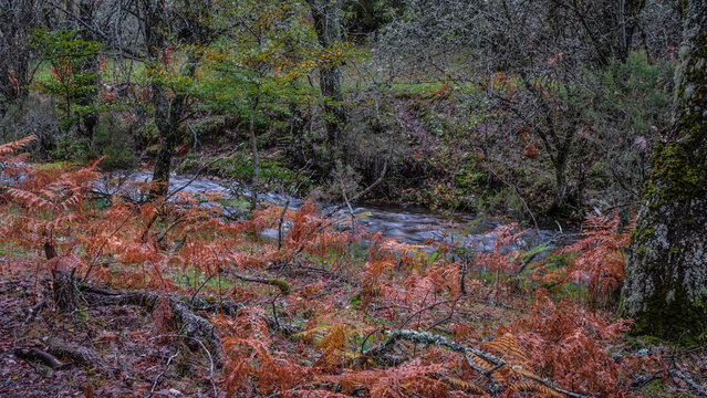 Beech forest, Hayedo de Montejo de la Sierra, Sierra Norte de Madrid, Spain