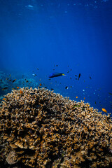 Blue wrasse and small reef fish swimming over healthy hard coral structure in ocean. © PIPE DIVE UNDERWATER
