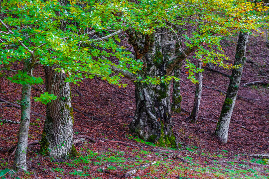 Beech forest, Hayedo de Montejo de la Sierra, Sierra Norte de Madrid, Spain