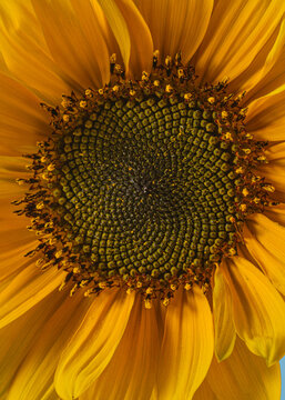 Vertical close up of a bright yellow sunflower head showing detailed fibonacci spiral seeds and vibrant petals. Perfect for mobile wallpapers, botanical covers, eco concepts, and nature designs