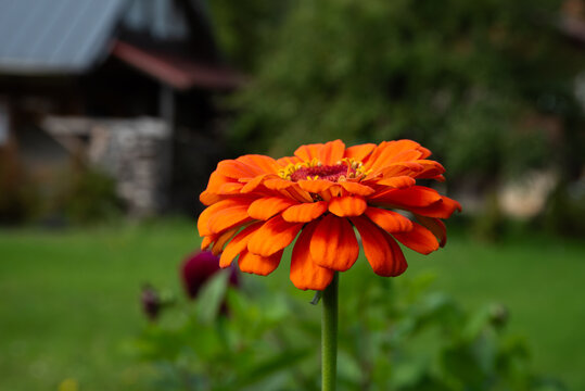 An orange zinnia flower in a green garden; in the background, a softly blurred lawn, trees, and a house.