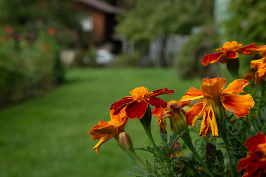 Orange and red marigold flowers blooming in a green garden, with a softly blurred lawn, trees, and house in the background.