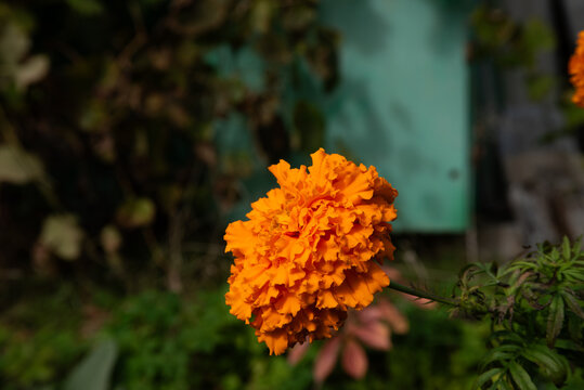 A bright orange marigold flower blooming in a lush green garden, set against a softly blurred natural background.