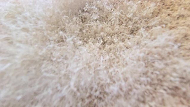 Macro view of white mineral salt efflorescence deposits and crystalline fibers growing along concrete wall joints due to moisture damage.