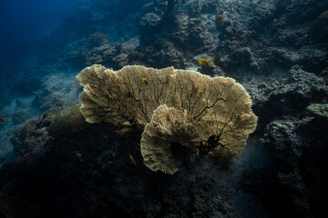 Magnificent giant golden sea fan gorgonian coral on tropical reef in deep ocean. © PIPE DIVE UNDERWATER