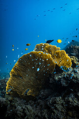 Vibrant golden sea fan gorgonian with small reef fish on coral reef. © PIPE DIVE UNDERWATER