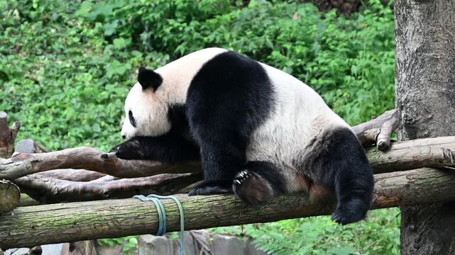 a giant panda rest on the platform in the zoo