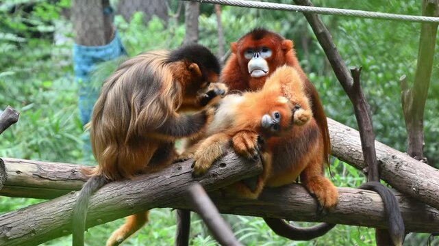 two golden snub-nosed monkeys are sitting on wooden branches grooming the monkey baby in the zoo