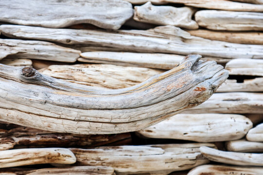 Close-up view tree branches and thin cut trunks, detailed texture of wooden stems and twigs in natural forest environment after pruning.
