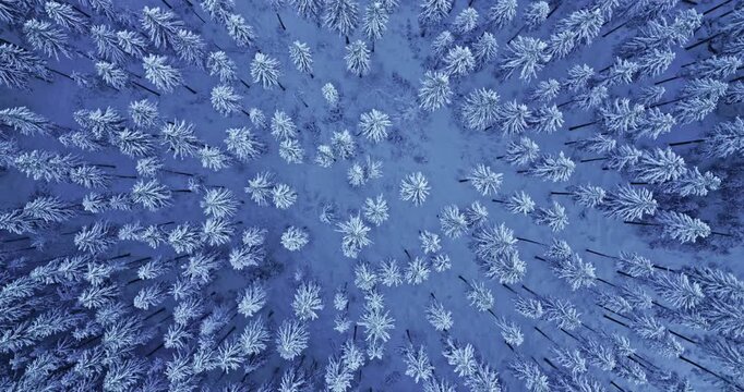 Aerial drone smooth flight of a snow covered spruce forest with snowfall. The treetops form a peaceful white pattern under soft morning light, captured in high-resolution cinematic detail.