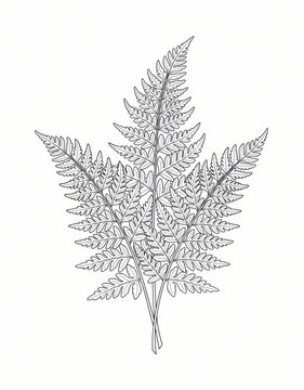 Botanical fern leaves coloring page line art on white background