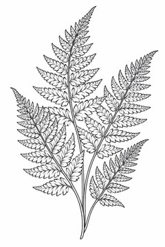 Botanical fern leaves coloring page line art on white background