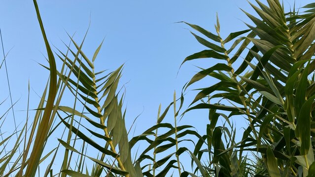 Green reed leaves against clear blue sky, wild marsh grass foliage in summer sunlight, natural aquatic vegetation background for environmental design