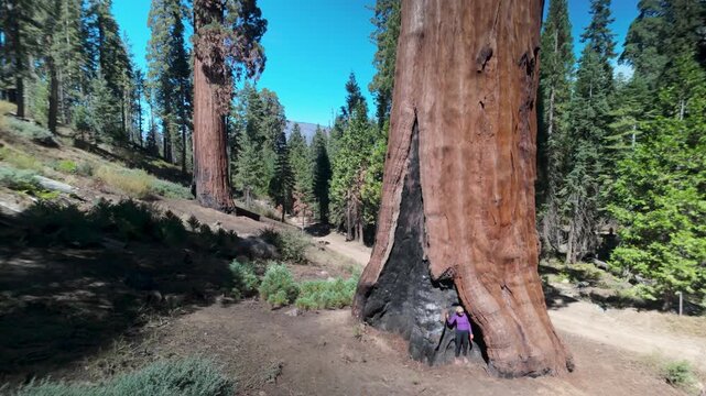 A senior woman hugs the charred remains of sequoia trees in Sequoia National Monument, connecting with nature during her hike.