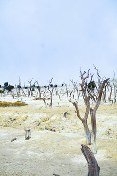 Scenery of a Volcanic Crater Valley with Dead Trees, Sulfur Rock Soil, and Lush Green Forest Hills papandayan