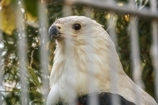 Greifvogel sitzt hinter dem Gitter im Gehege