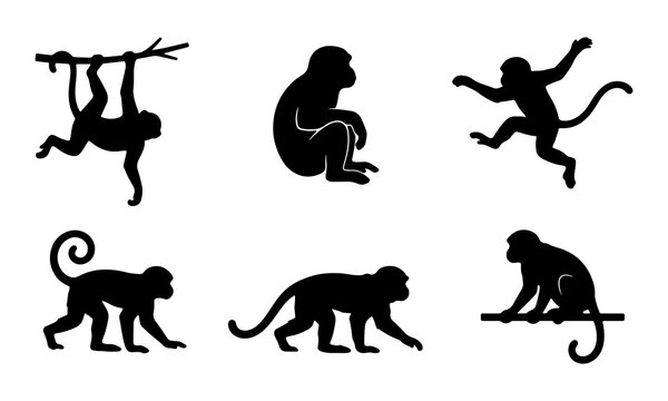 Black silhouette monkey icons in dynamic poses for educational and commercial vector use