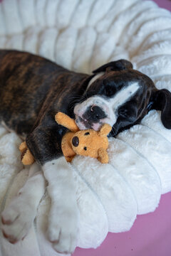 cute boxer puppy sleeping with a plush toy