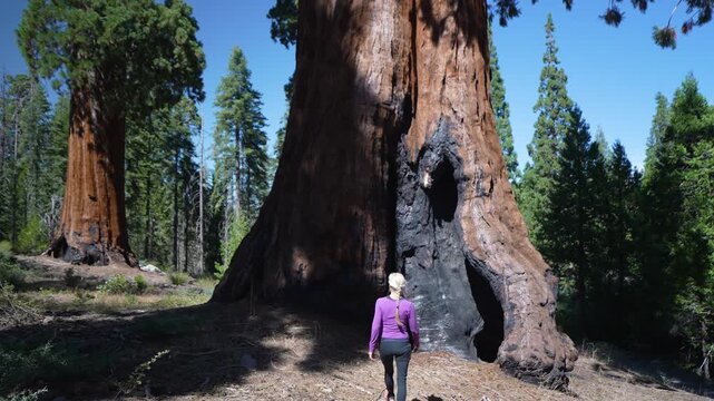A mature woman shows affection for the charred remains of sequoia trees in Sequoia National Monument, California.