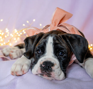boxer puppy with a pink bow among glistening lights.
