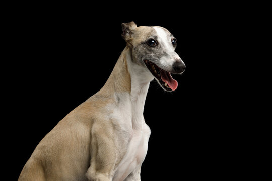 Whippet dog sits with mouth slightly open, tongue showing, glancing sideways, sleek bicolor coat, relaxed alert expression, isolated on black background