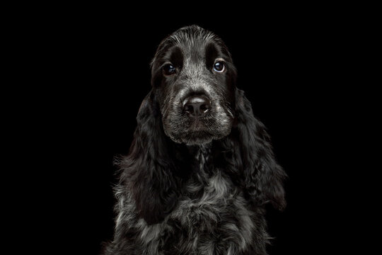 Adorable English Cocker Spaniel puppy with soft wavy coat, long floppy ears, gentle curious gaze, closed mouth, isolated on black background