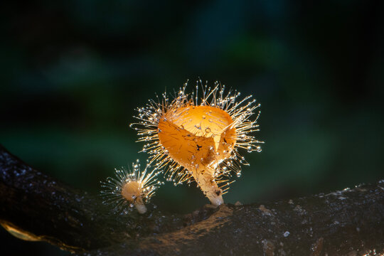 Closeup Orange Champagne mushroom on a branch in forest at Pangsida national park.  Sakaeo province  Thailand.