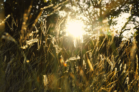 Texas fall season grasses during golden hour in a landscape