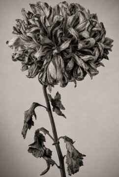 Sepia-toned photo of a wilted chrysanthemum with drooping leaves.