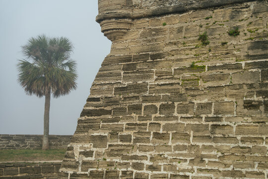 A palm tree rises beside the weathered stone wall of Castillo de San Marcos in St. Augustine, Florida. Dense coastal fog creates a quiet atmosphere around the historic fortress.
