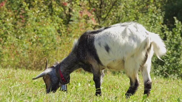 Domestic goat grazing on a green pasture, side view of a black and white spotted goat with a bell around its neck chewing grass on a sunny day.