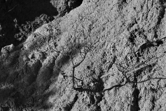 Bare shrub branch on an eroded rock formation in black and white