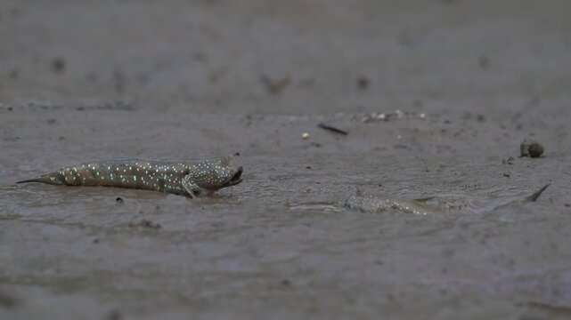 Two mudskippers displaying aggressive territorial behavior and fighting on a wet mudflat in their natural habitat.