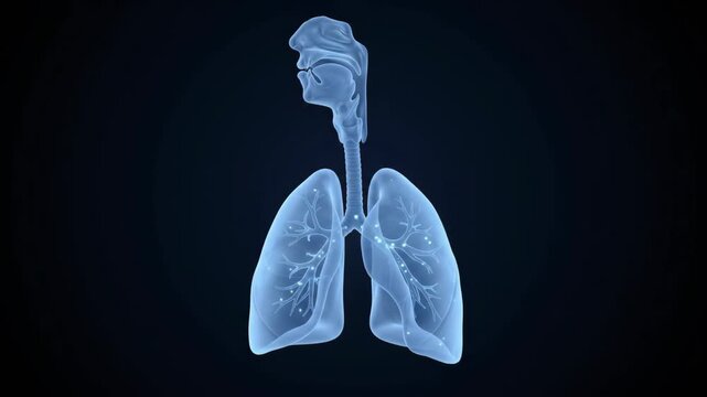 3d human respiratory system model showing the breathing process