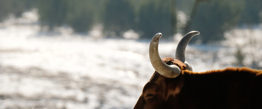 Texas Longhorn cow with a winter snow background and banner copy space for a farm concept