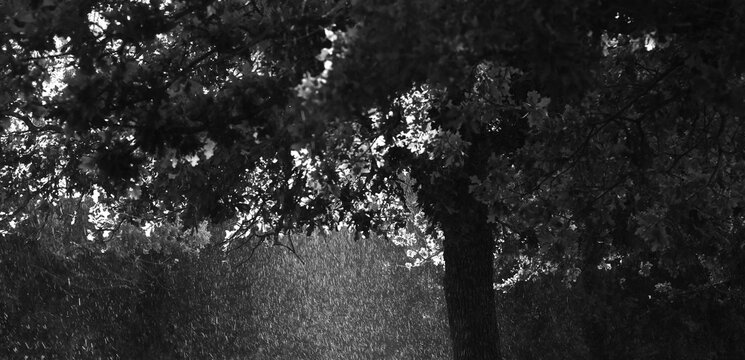Rain behind a post oak tree in Texas nature for a weather concept in black and white